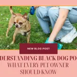 Understanding Black Dog Poop- What Every Pet Owner Should Know