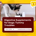 Digestive Supplements for Dogs Tummy Troubles