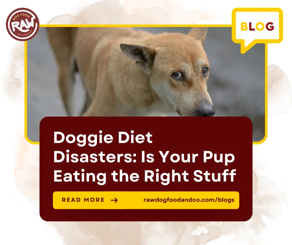 Doggie Diet Disasters Is Your Pup Eating the Right Stuff