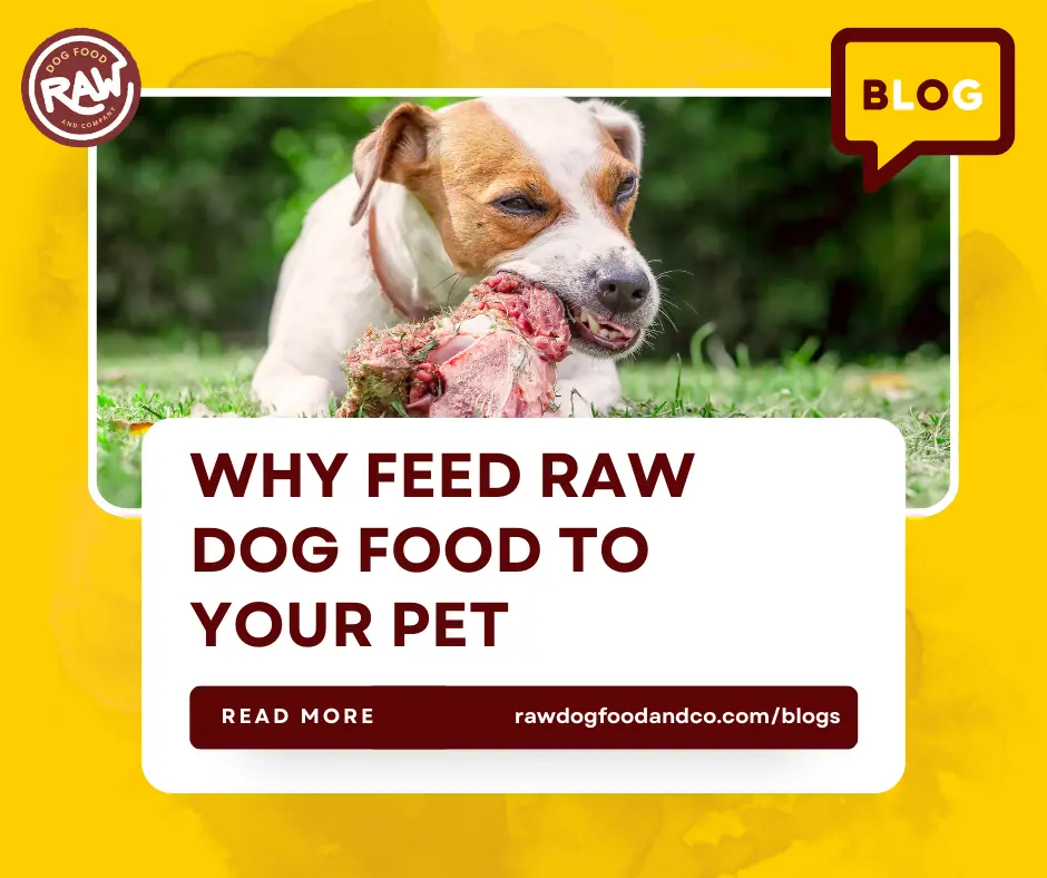Why Feed Raw Dog Food to Your Pet