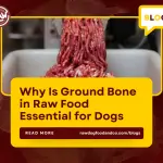 Why Is Ground Bone in Raw Food Essential for Dogs