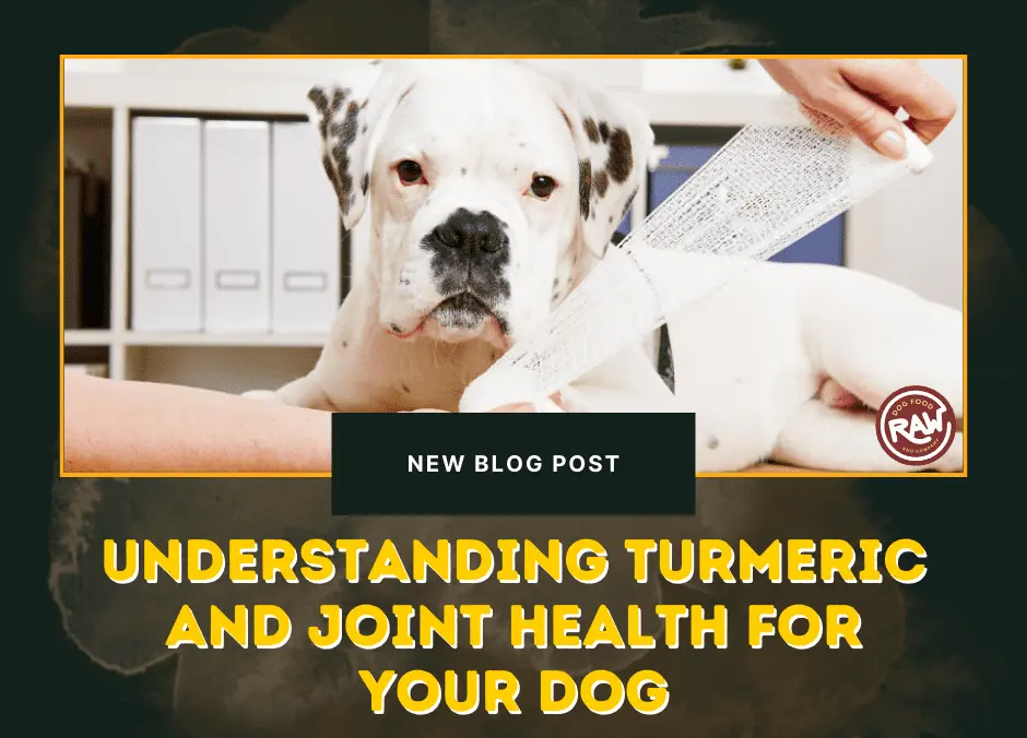 Understanding Turmeric and Joint Health for Your Dog