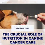 The Crucial Role of Nutrition In Canine Cancer Care