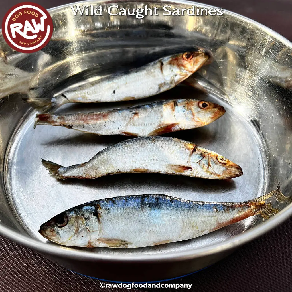 Sardines - Gulf of Mexico - Wild Caught (5 lb)