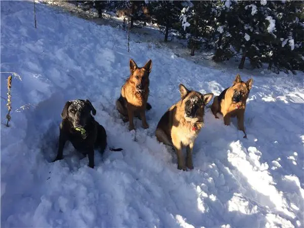 When It Comes to Raw Dog Food AAFCO Standards Are Dangerous for Dogs