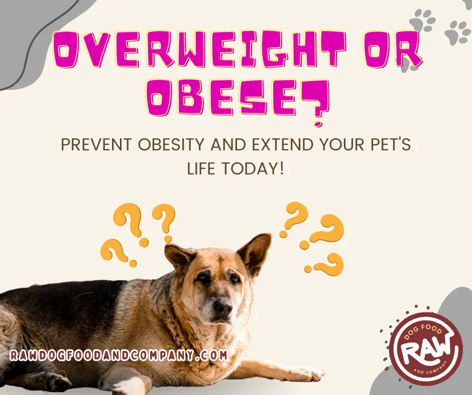 Overweight or Obese