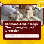 Stomach Acid in Dogs The Unsung Hero of Digestion