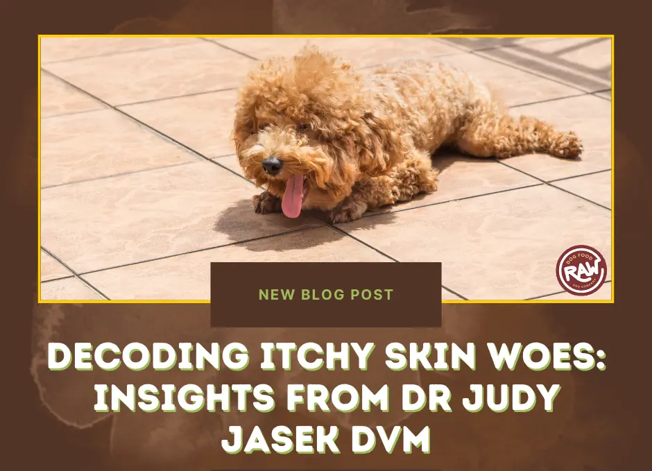Decoding Itchy Skin Woes- Insights from Dr Judy Jasek DVM