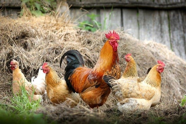 cock-2522623_640