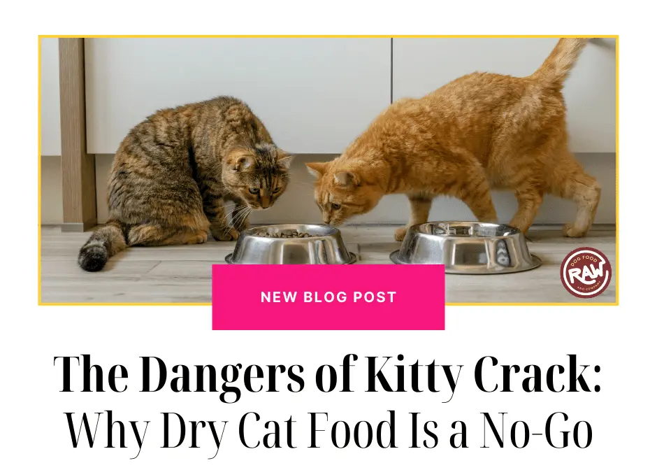 Discover the hidden perils of Kitty Crack in our exposé! Uncover the reasons why dry cat food should be avoided for a healthier feline friend.