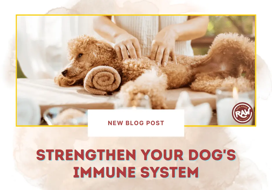 Strengthen Your Dog's Immune System