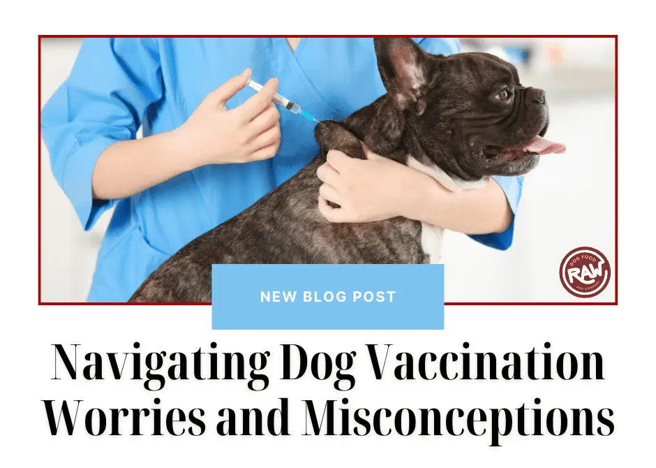 Navigating Dog Vaccination Worries and Misconceptions