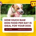 How Much Raw Dog Food Per Day Is Ideal for Your Dog