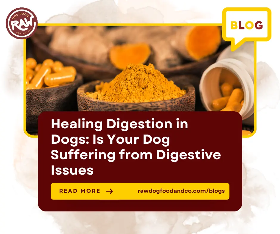 Healing Digestion in Dogs Is Your Dog Suffering from Digestive Issues