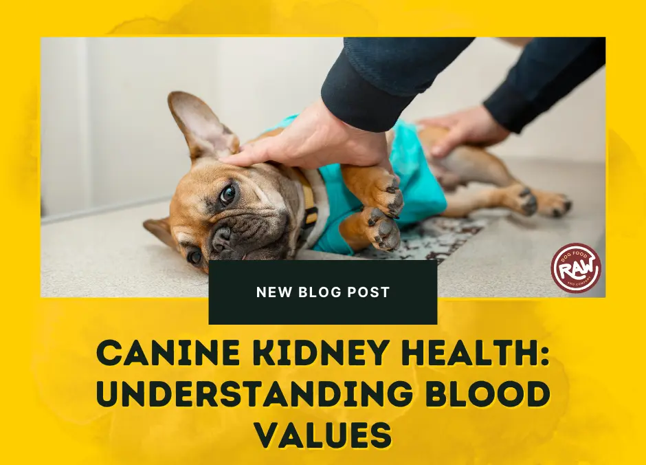 Canine Kidney Health- Understanding Blood Values