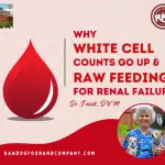 Why White Cell Counts Go Up and Raw Feeding for Renal Failure