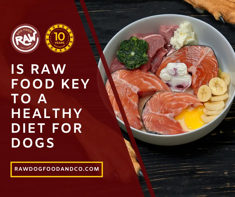 Is Raw Food Key to a Healthy Diet for Dogs