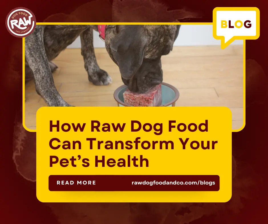 How Raw Dog Food Can Transform Your Pet’s Health