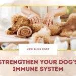 Strengthen Your Dog's Immune System
