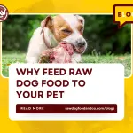 Why Feed Raw Dog Food to Your Pet
