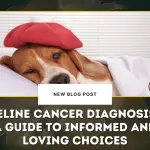 Feline Cancer Diagnosis- A Guide to Informed and Loving Choices