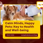Calm Minds, Happy Pets- Key to Health and Well-being