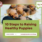 10 Steps to Raising Healthy Puppies