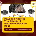 Paws and Pills The True Effects of Pharmaceuticals on Dogs