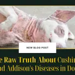 The Raw Truth About Cushing's and Addison's Diseases in Dogs