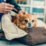 When Laws Don't Make Sense for Pets