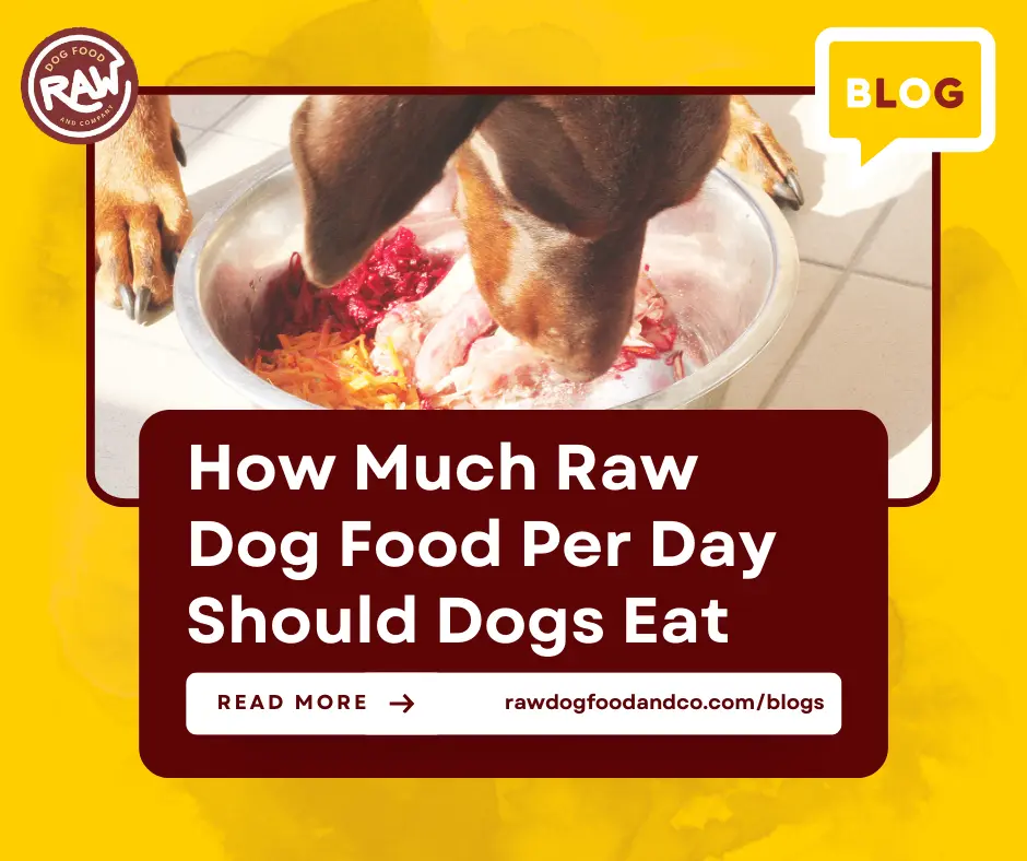 How Much Raw Dog Food Per Day Should Dogs Eat