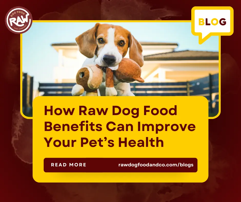 How Raw Dog Food Benefits Can Improve Your Pet’s Health