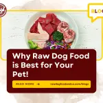 Why Raw Dog Food is Best for Your Pet!