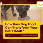 How Raw Dog Food Can Transform Your Pet’s Health