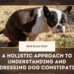 A Holistic Approach to Understanding and Addressing Dog Constipation