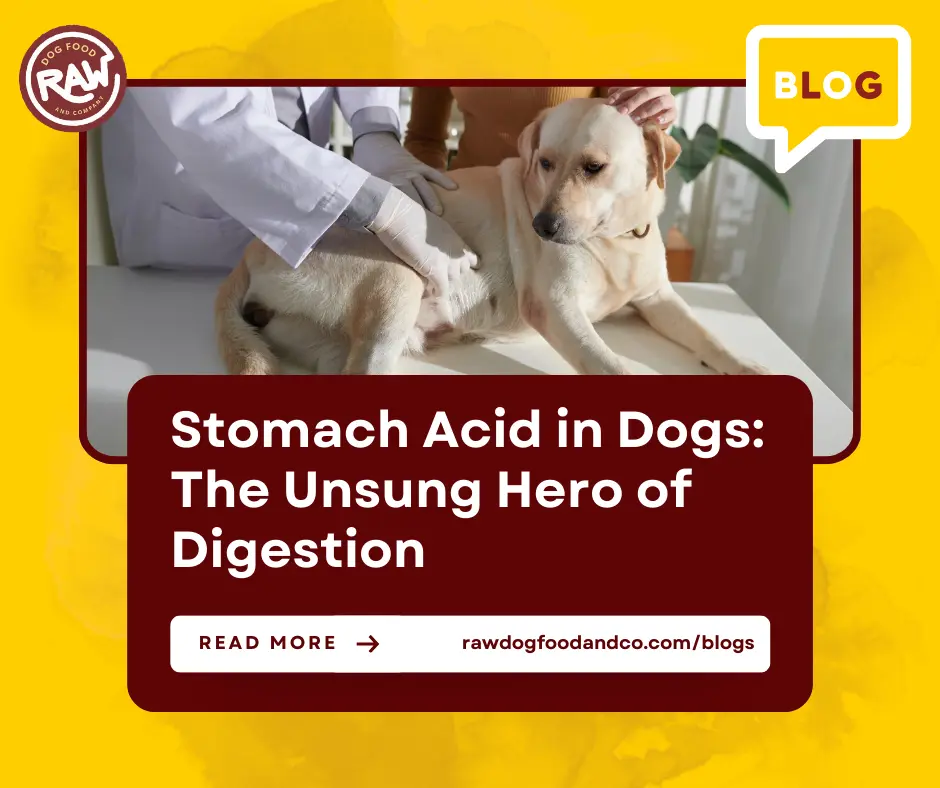 Stomach Acid in Dogs The Unsung Hero of Digestion