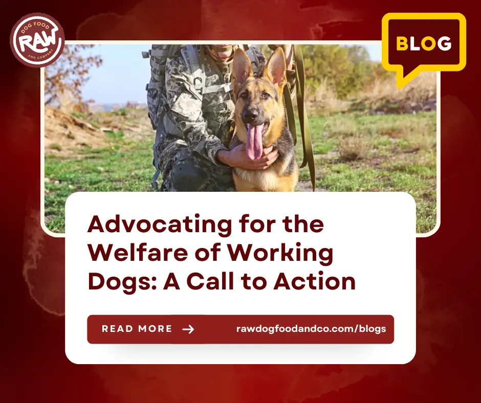 Advocating for the Welfare of Working Dogs- A Call to Action