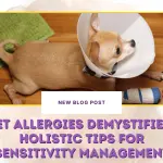 Pet Allergies Demystified- Holistic Tips for Sensitivity Management