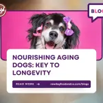 Nourishing Aging Dogs- Key to Longevity