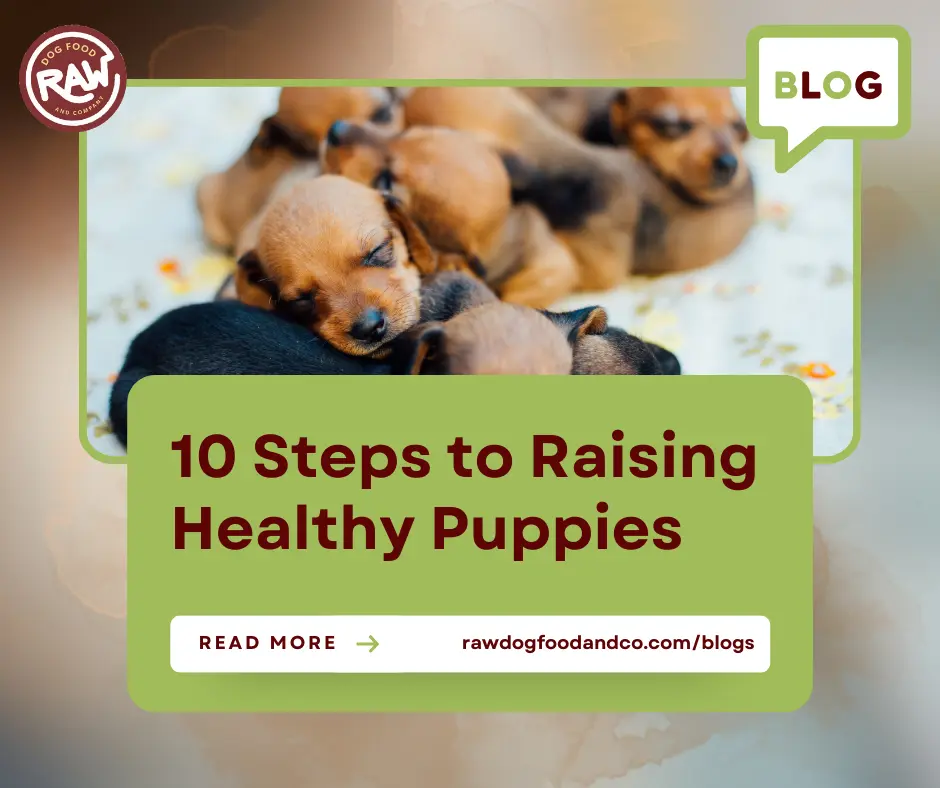 10 Steps to Raising Healthy Puppies