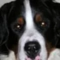 Stout Curtis Avatar