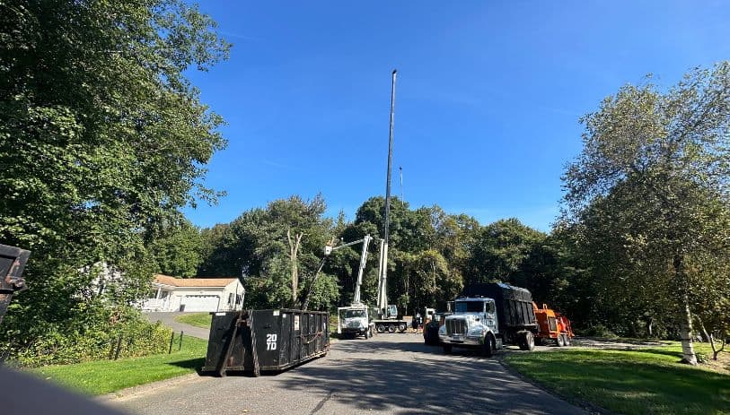 crane assisted tree removal Cheshire CT