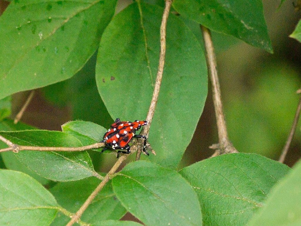 spotted lantern fly Connecticut