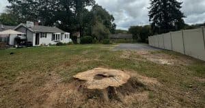 tree stump removal Cheshire