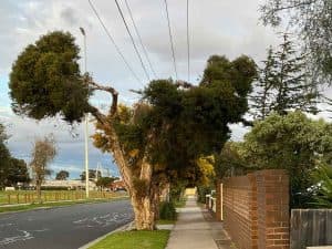tree removal Burlington CT