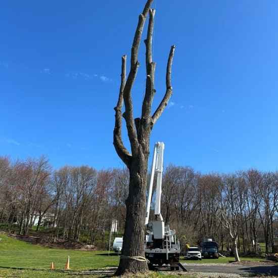 Bristol tree service