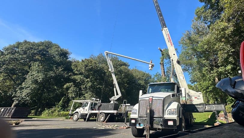 Cheshire CT tree removal