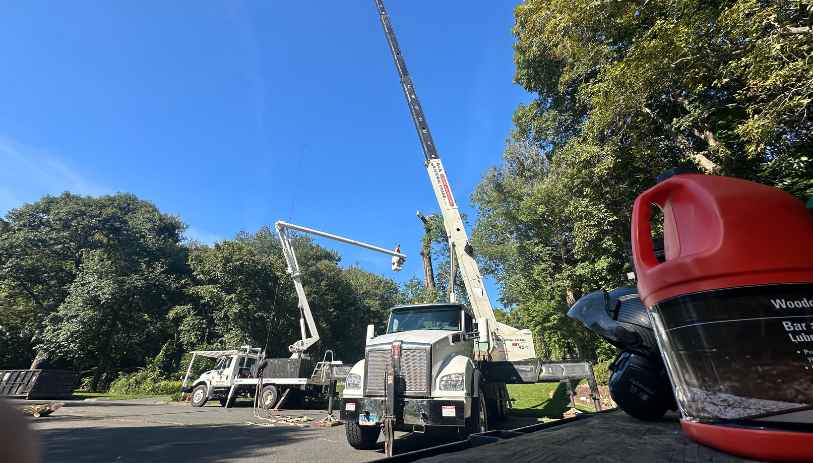 tree cutting service