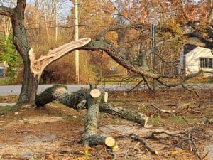 emergency tree removal CT