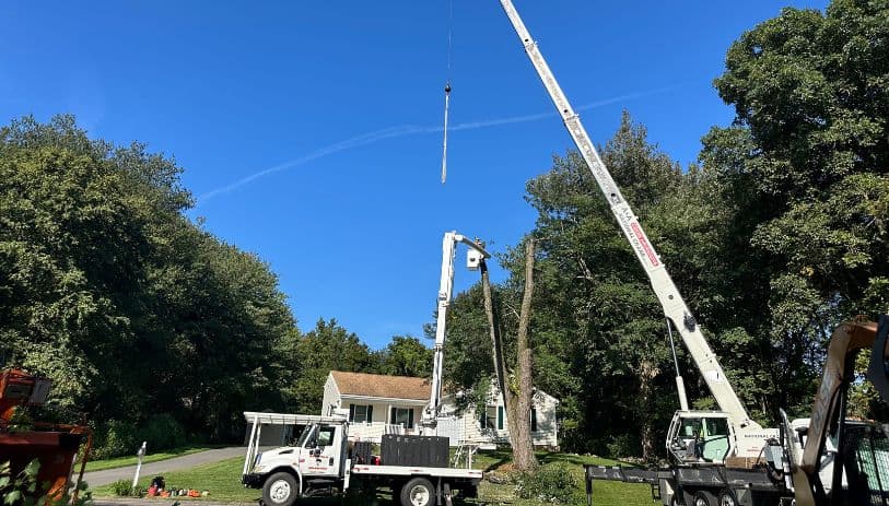 crane tree removal